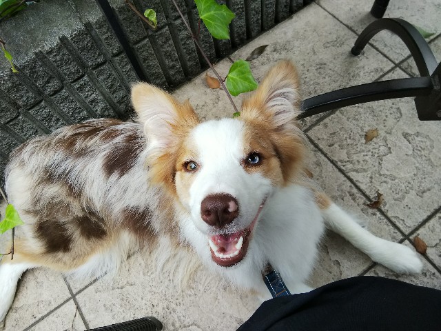 f:id:gussan-belle:20190624085540j:image f:id:gussan-belle:20190624085540j:image