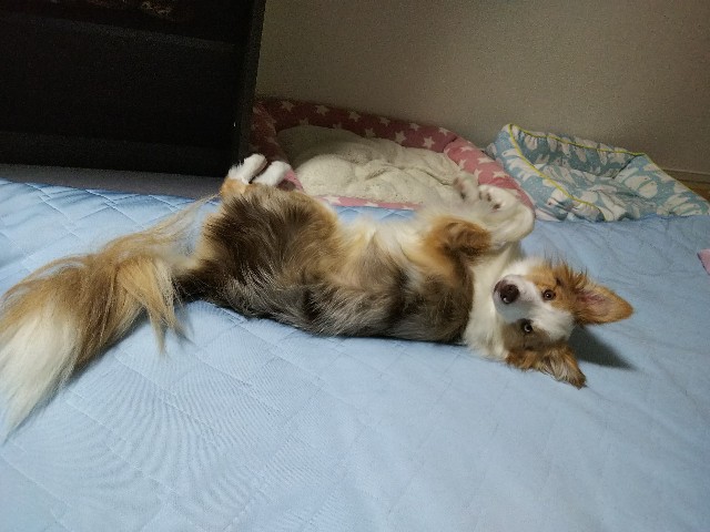 f:id:gussan-belle:20190625084231j:image
