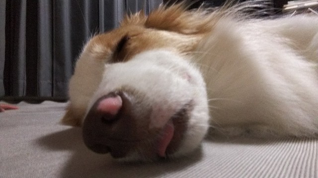 f:id:gussan-belle:20190628092034j:image