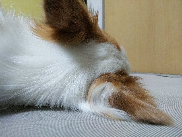 f:id:gussan-belle:20190628092103j:image