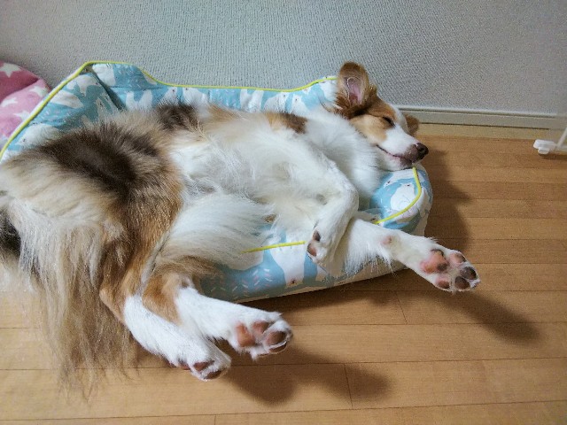f:id:gussan-belle:20190629103435j:image