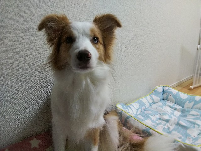 f:id:gussan-belle:20190629103448j:image