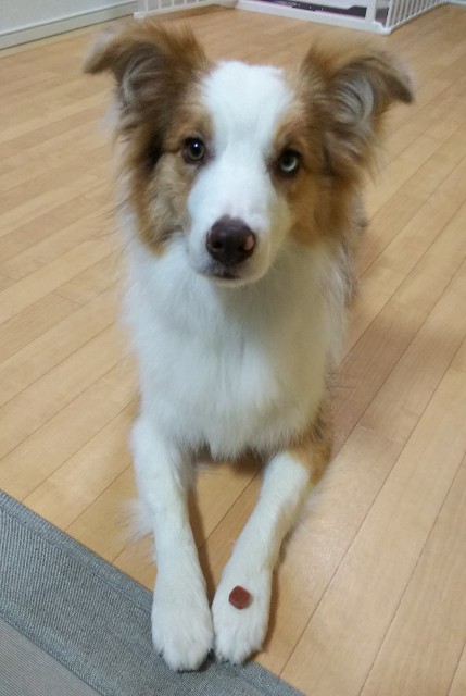 f:id:gussan-belle:20190702073031j:image