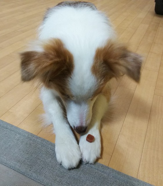 f:id:gussan-belle:20190702073042j:image