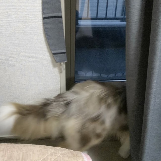 f:id:gussan-belle:20190704081424j:image