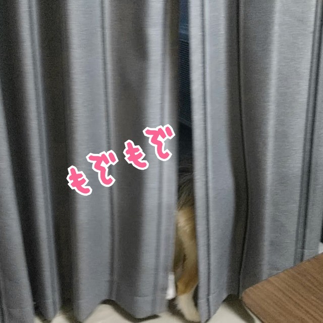 f:id:gussan-belle:20190704081437j:image
