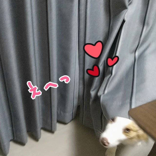 f:id:gussan-belle:20190704081445j:image