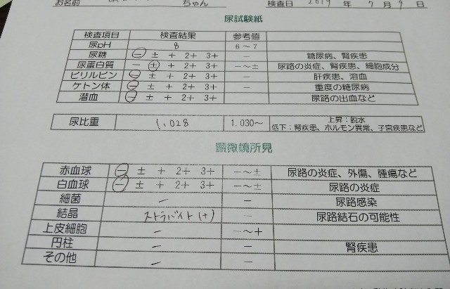 f:id:gussan-belle:20190710090600j:image