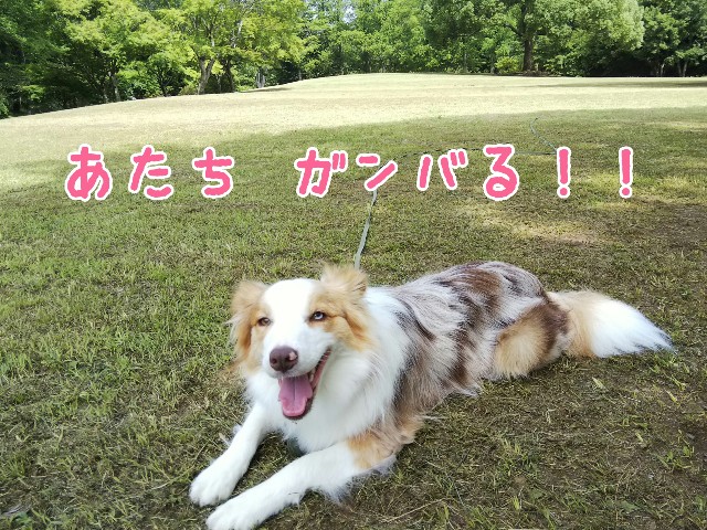 f:id:gussan-belle:20190711123810j:image