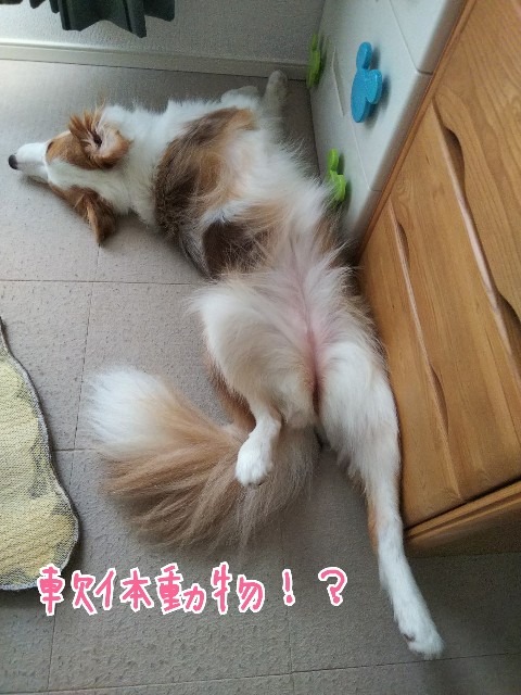 f:id:gussan-belle:20190712083612j:image