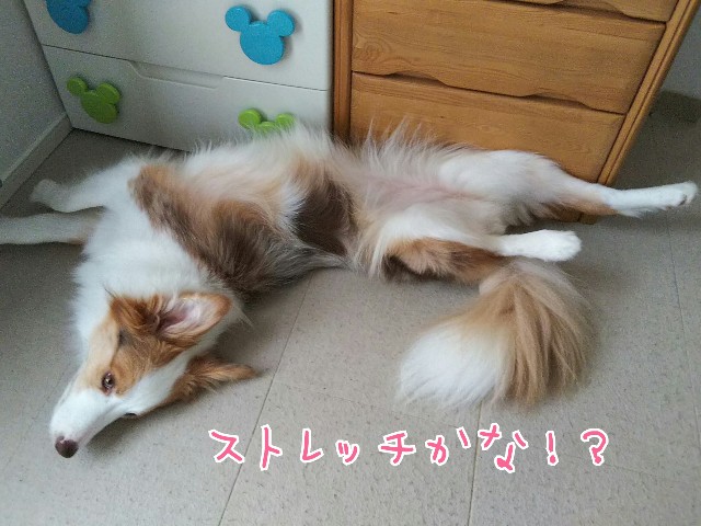 f:id:gussan-belle:20190712083621j:image