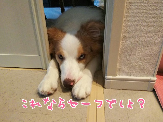 f:id:gussan-belle:20190713103600j:image