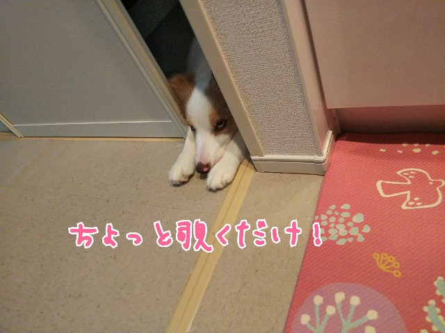 f:id:gussan-belle:20190713103625j:image