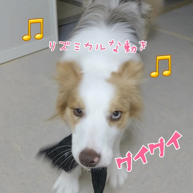 f:id:gussan-belle:20190716082622j:image