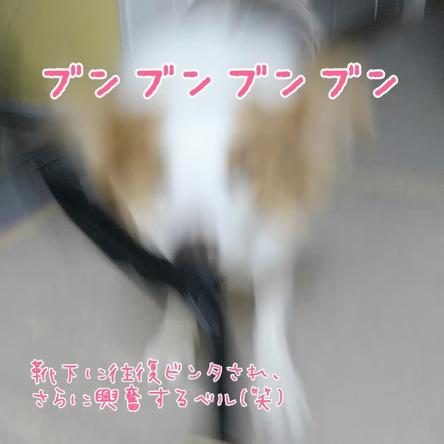 f:id:gussan-belle:20190716082655j:image