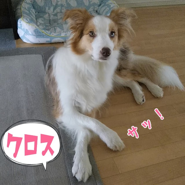 f:id:gussan-belle:20190718092954j:image