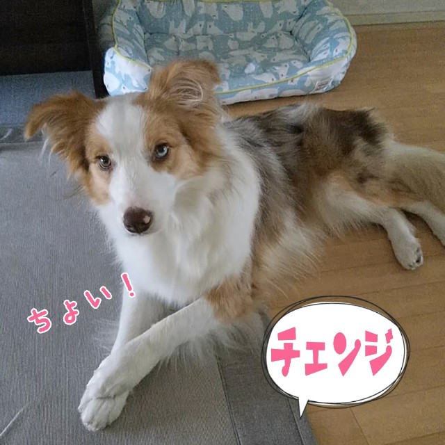 f:id:gussan-belle:20190718093003j:image