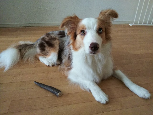 f:id:gussan-belle:20190724093248j:image