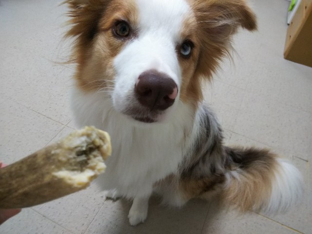 f:id:gussan-belle:20190724093359j:image