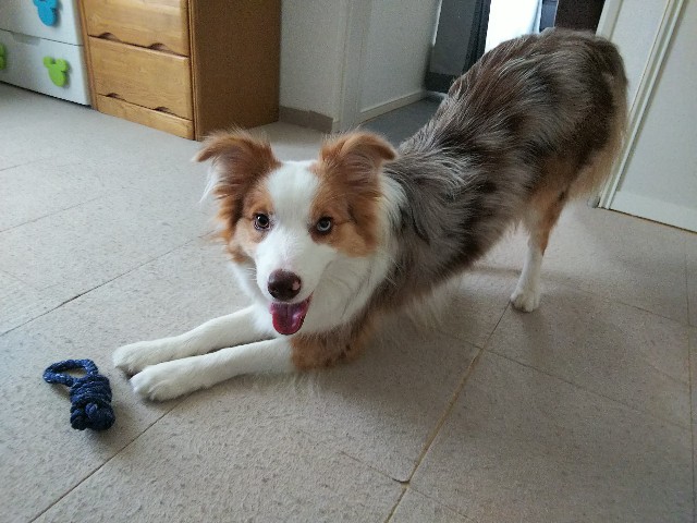 f:id:gussan-belle:20190727085421j:image