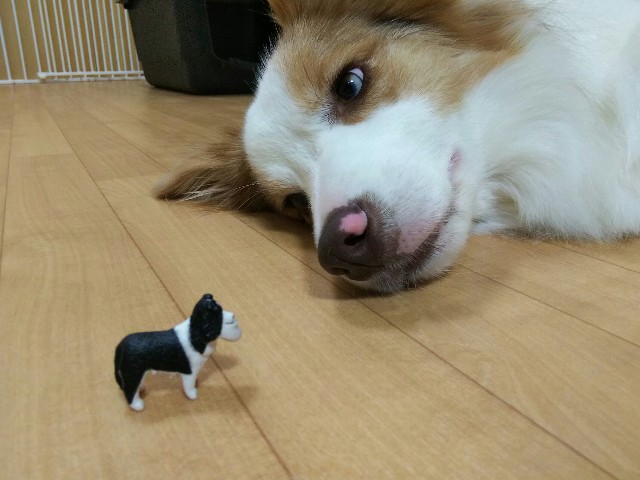 f:id:gussan-belle:20190728075440j:image