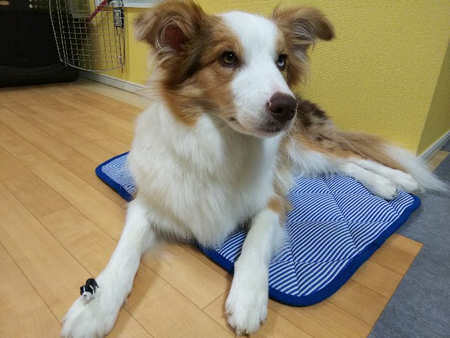 f:id:gussan-belle:20190728075600j:image