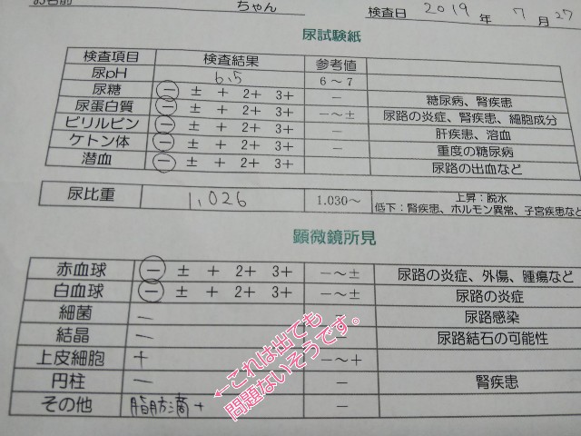 f:id:gussan-belle:20190729075153j:image