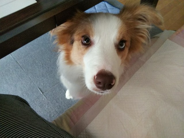 f:id:gussan-belle:20190801091747j:image