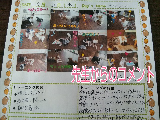 f:id:gussan-belle:20190801091806j:image