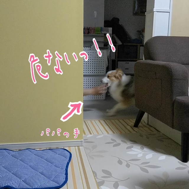 f:id:gussan-belle:20190809090352j:image