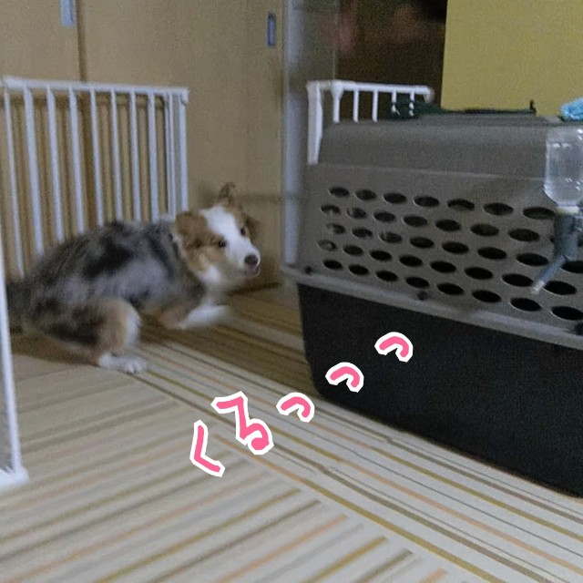 f:id:gussan-belle:20190809090422j:image