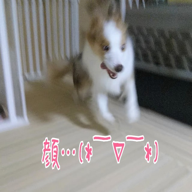 f:id:gussan-belle:20190809090434j:image