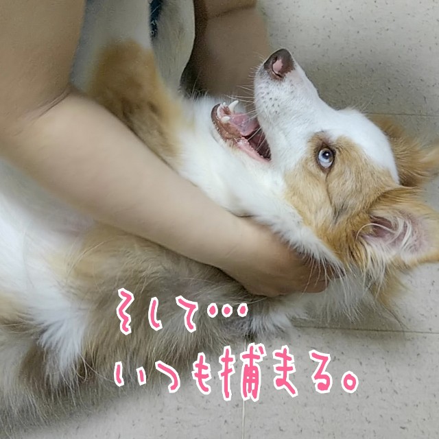 f:id:gussan-belle:20190809090449j:image