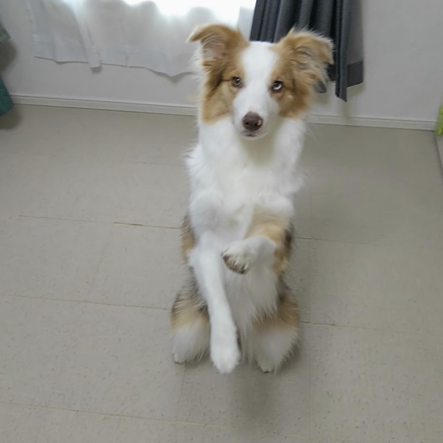 f:id:gussan-belle:20190811091624j:image