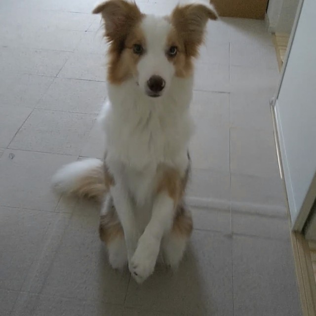 f:id:gussan-belle:20190811091638j:image
