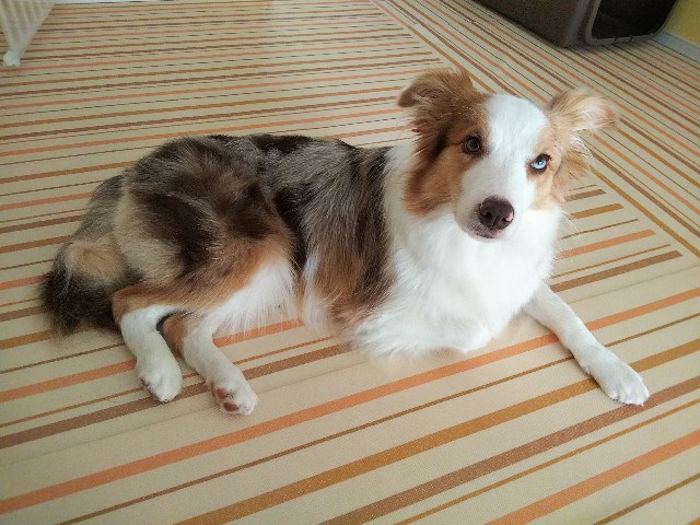 f:id:gussan-belle:20190815082529j:image