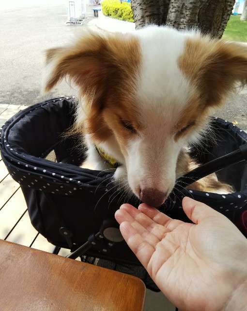 f:id:gussan-belle:20190820074453j:image