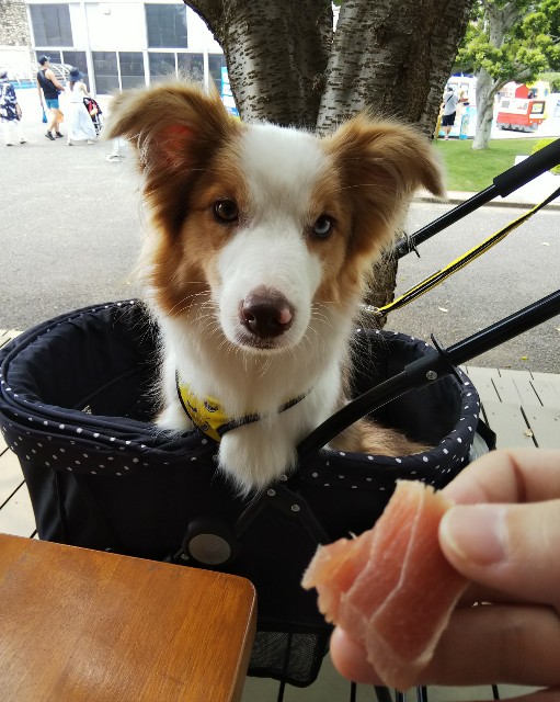 f:id:gussan-belle:20190820074508j:image
