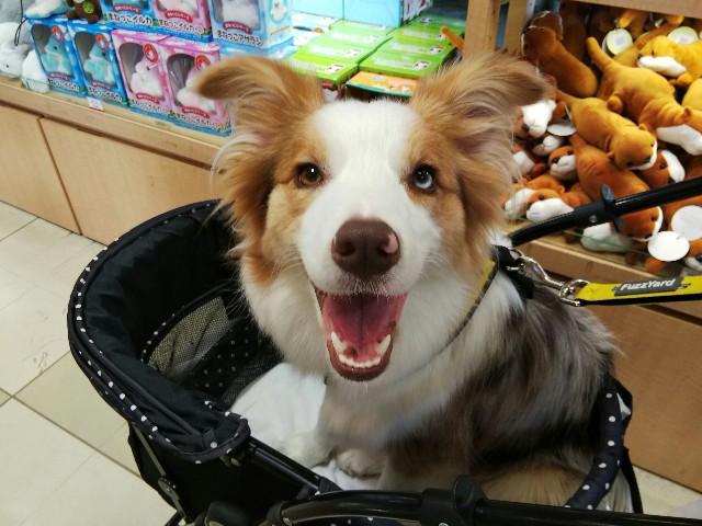 f:id:gussan-belle:20190820074705j:image