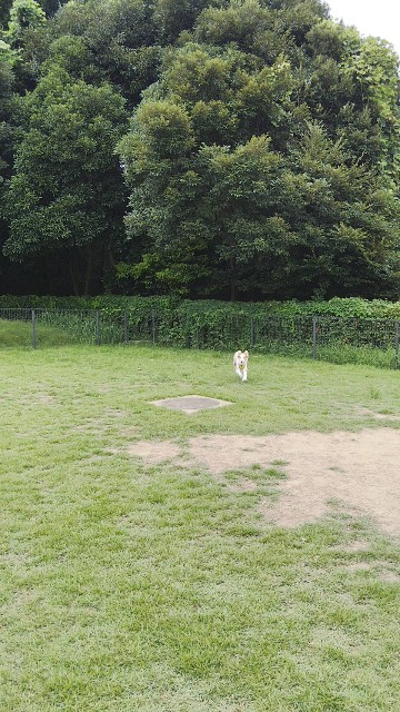 f:id:gussan-belle:20190820075051j:image