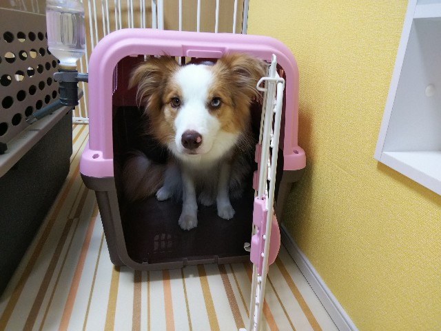 f:id:gussan-belle:20190821084915j:image