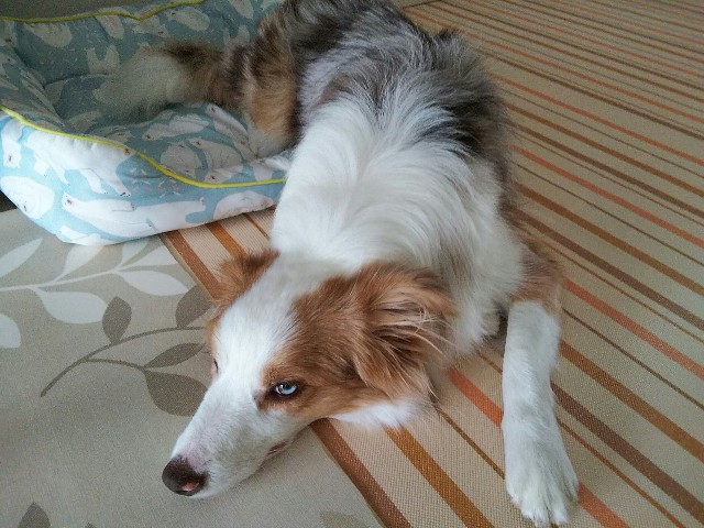 f:id:gussan-belle:20190822090100j:image
