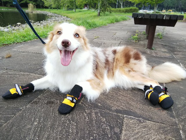 f:id:gussan-belle:20190823082450j:image