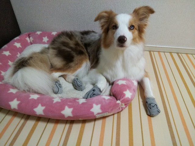 f:id:gussan-belle:20190823084216j:image