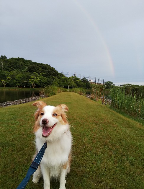 f:id:gussan-belle:20190824110930j:image