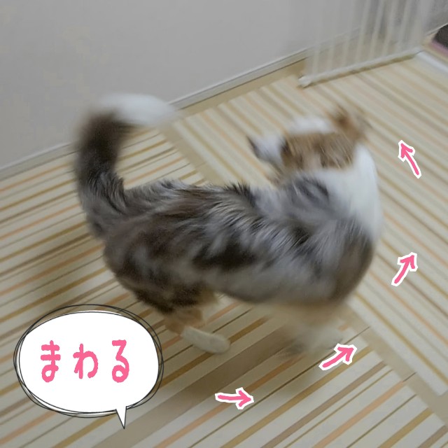 f:id:gussan-belle:20190825064206j:image f:id:gussan-belle:20190825064206j:image