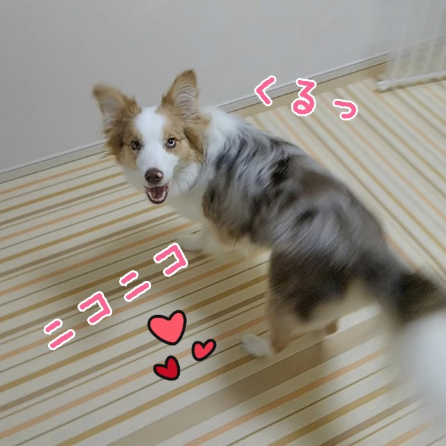 f:id:gussan-belle:20190825064214j:image f:id:gussan-belle:20190825064214j:image