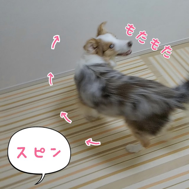 f:id:gussan-belle:20190825064242j:image f:id:gussan-belle:20190825064242j:image