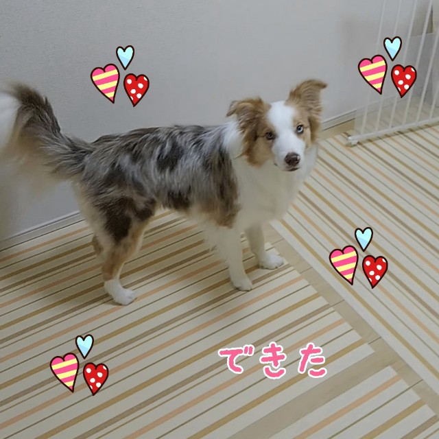 f:id:gussan-belle:20190825064252j:image f:id:gussan-belle:20190825064252j:image