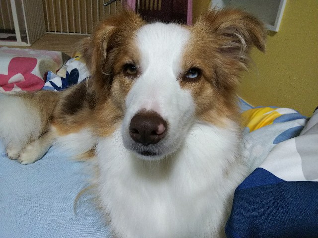 f:id:gussan-belle:20190826094857j:image